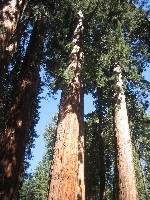 Muir Grove